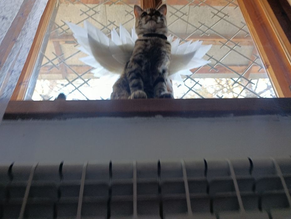 Крылья ангела для кота