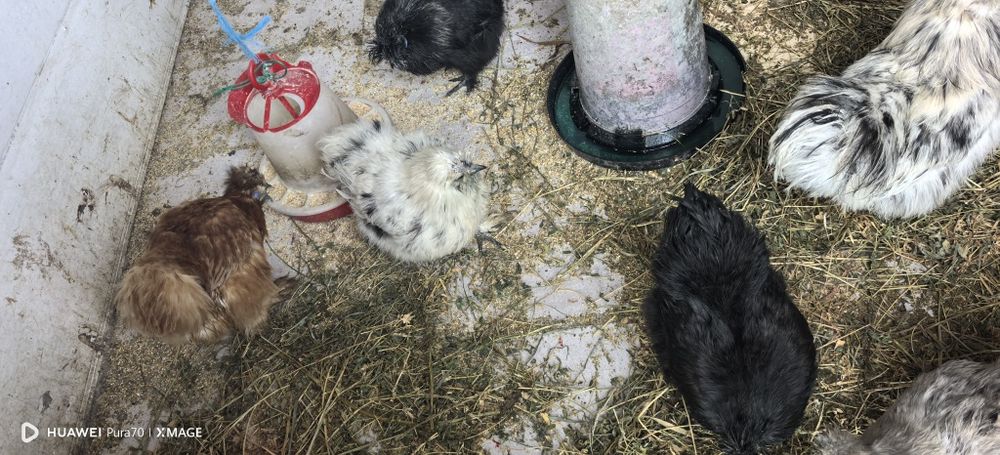 Matase japoneză 1+1 sau cocoși