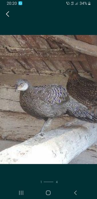 De vînzare fazani,păuni,lopătari,găini,carpatini,turturele