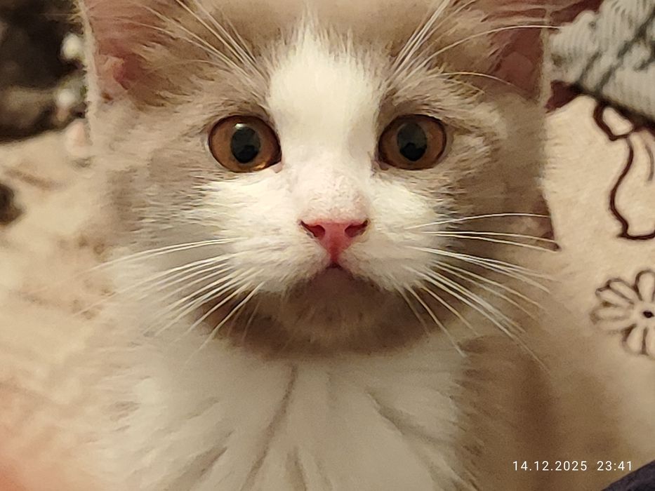 Ищу дом на постоянно