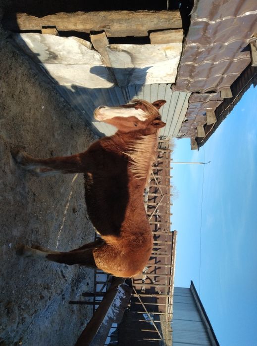 Продам кобылок три головы полторашки