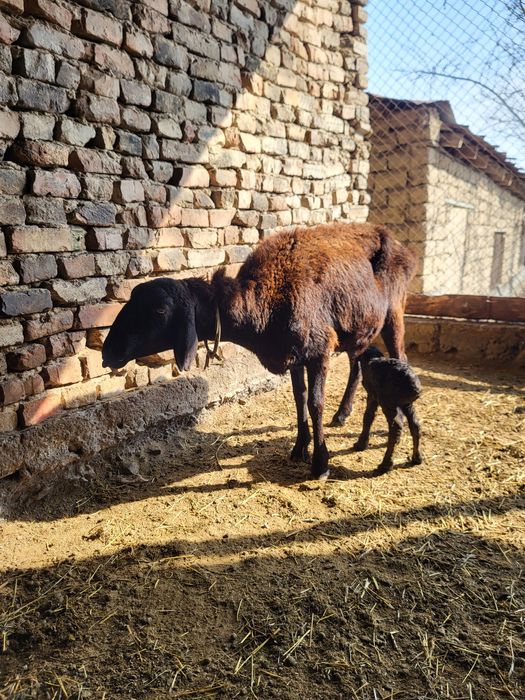 Қой қозы.      .