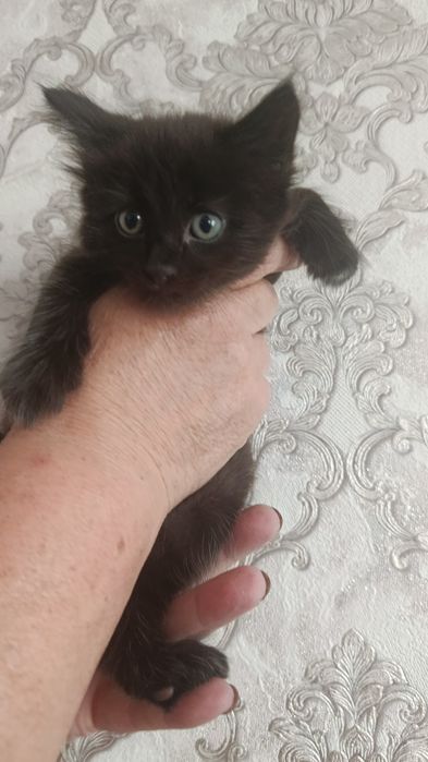 Кошечка крыселов
