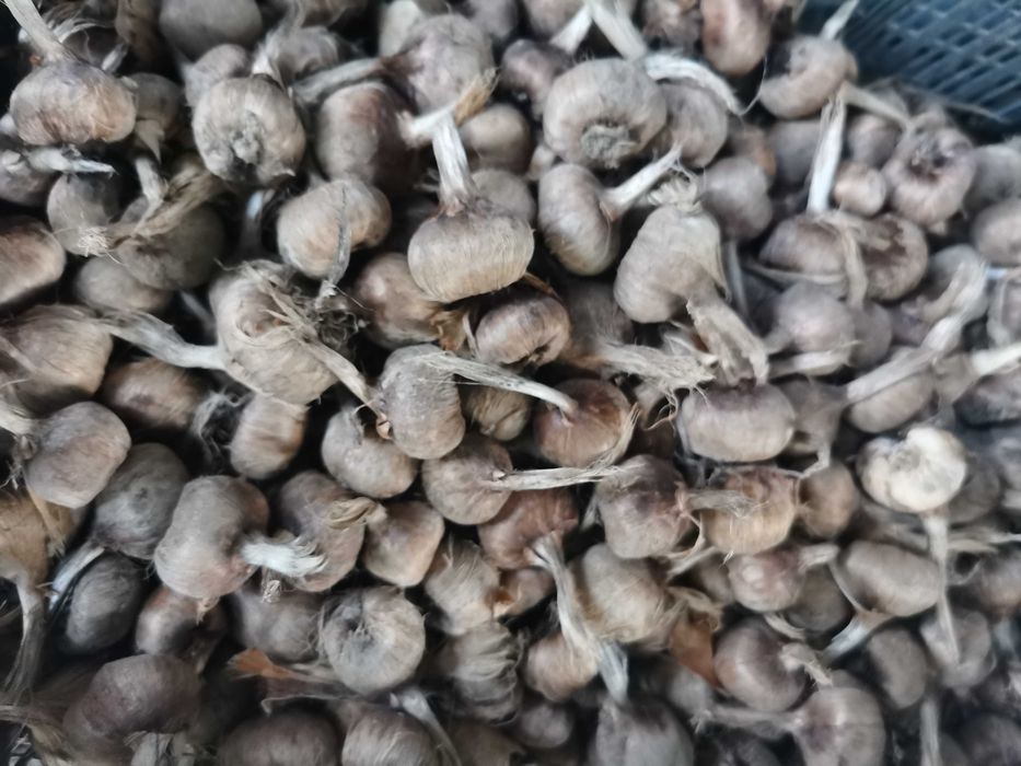 Продавам шафран луковици