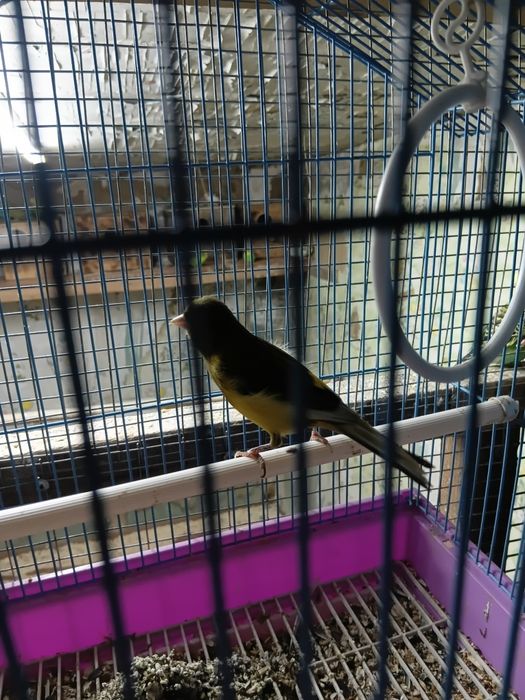 Канарейки кенары