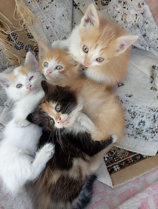 котята в добрые руки!!