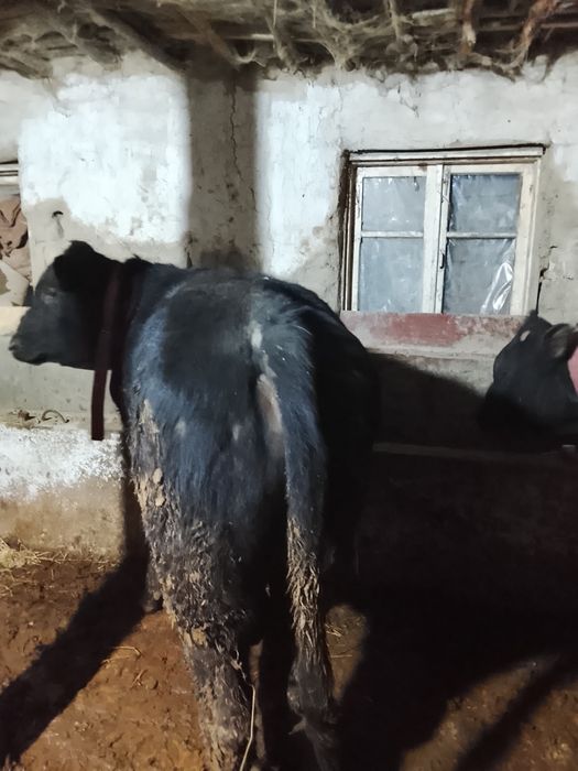 Иккита мол ангус сотилади