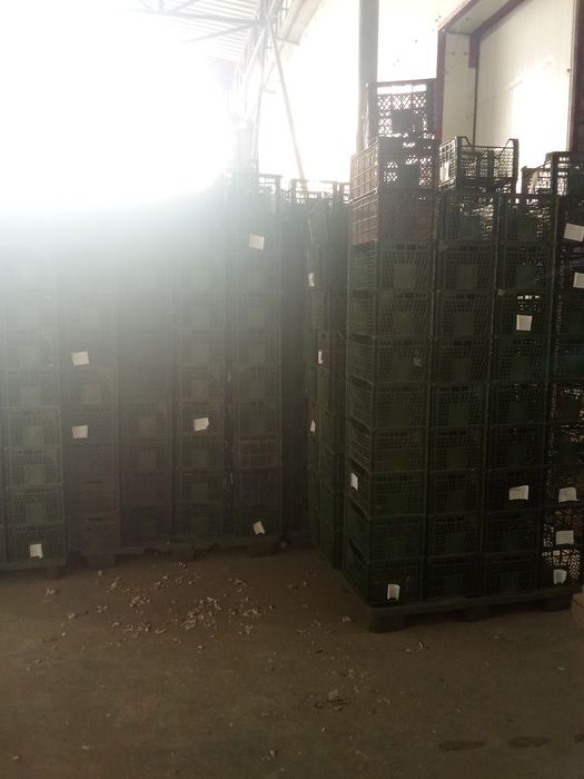 Vând ladite din plastic urgent 1,5 lei lădiță