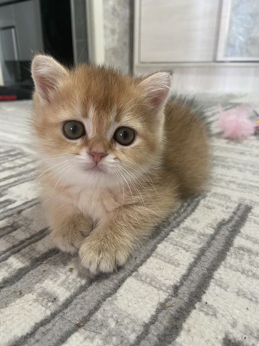 Котята золотые шиншиллы