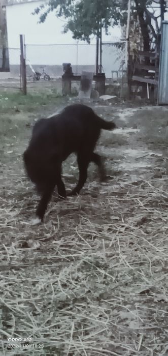 Сатылады Шымкент В Ленгра