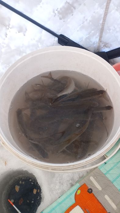 Живец чебака на  жерлицы самый раз