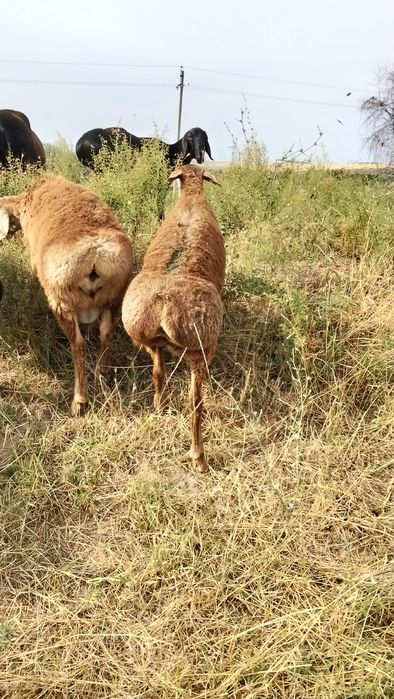 Продам Арашан козы кошкар