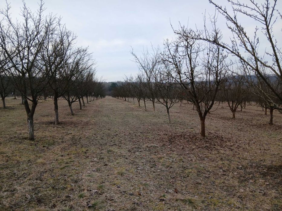 Vând livadă Almașu Mic