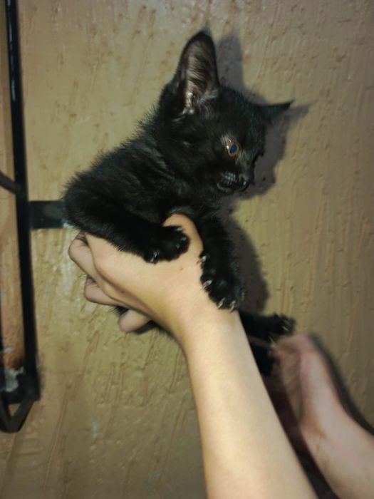 Отдам котёнка в добрые руки