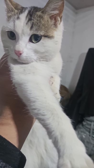 Срочна! Кошки продаю үй мысығы бағасы 10000