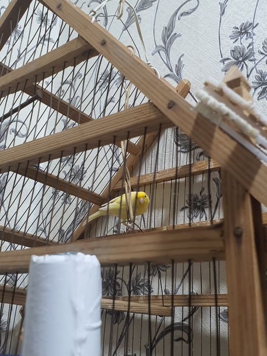 Канарейка сотилади