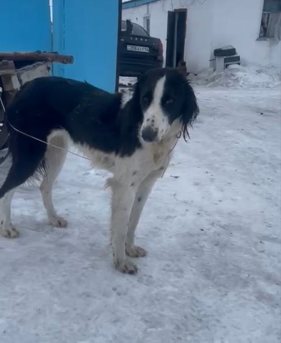 Тазы қаншық сатылады