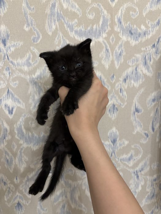 Отдам котенка в добрые руки