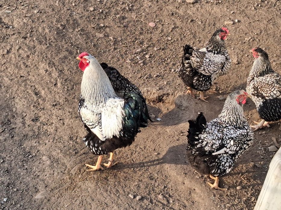 Vând oua pentru incubat