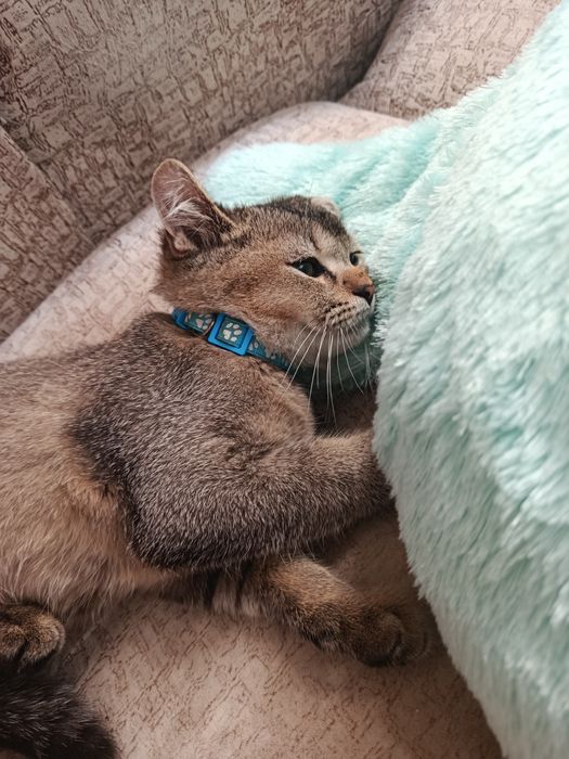 Скотиш страйт,срочно
