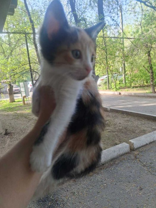 Трехшерстный котенок в добрые руки