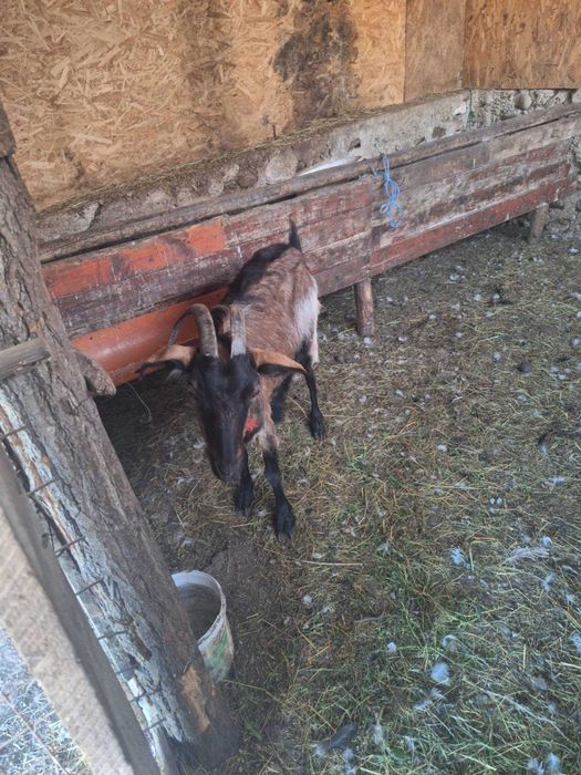 Capra alpina.franceza