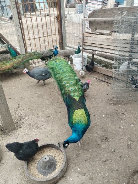 Vând o pereche păuni umăr negru și o pereche standard  2ani