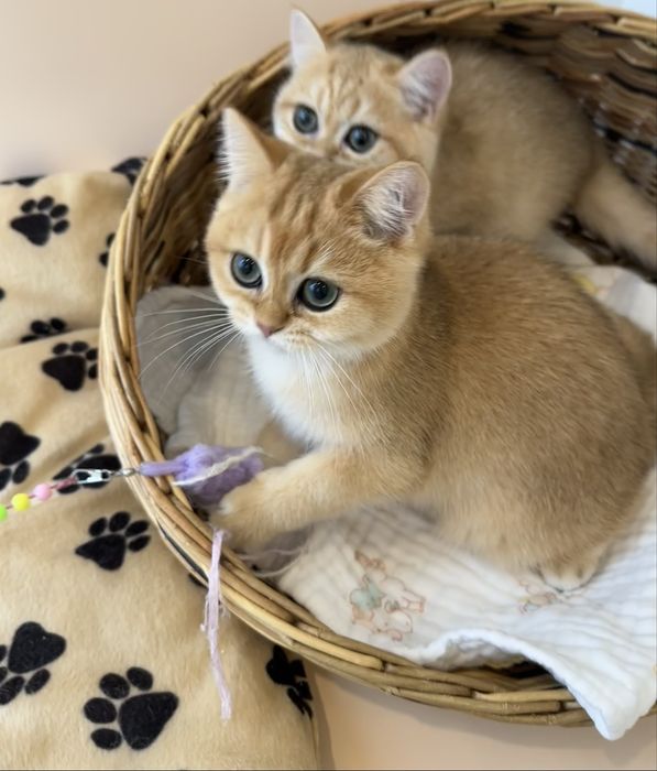 Котятa золoтыe шиншиллы для вас!