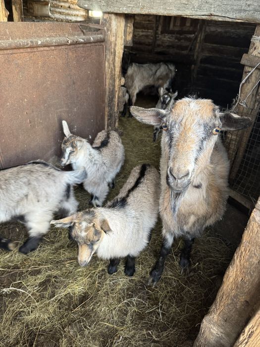 Козы, козлята приученные альпийские