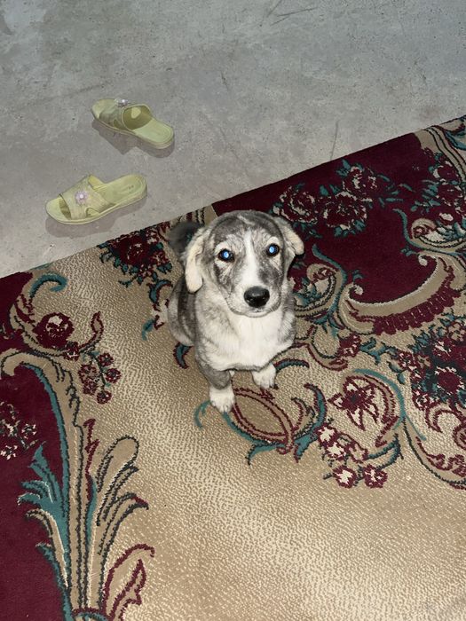 Щенок бесплатно отдам