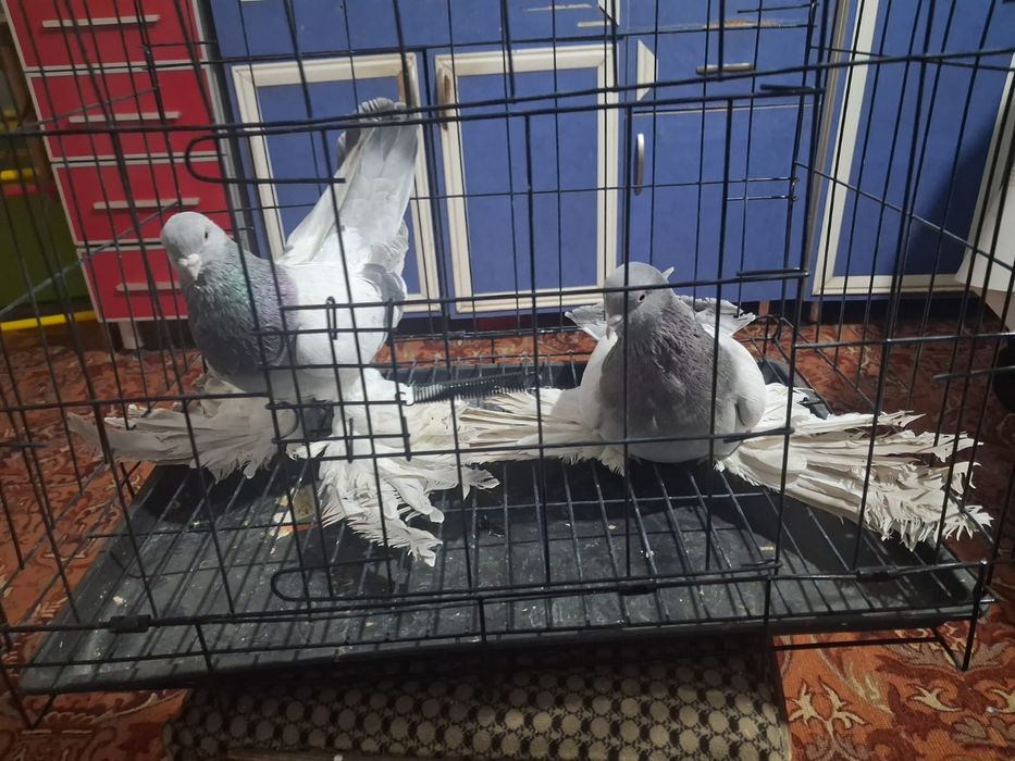Продам домашних голубей