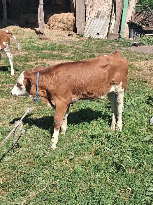 Vând 2 vițele ,una de 2 luni, și una de 2 săptămâni.
