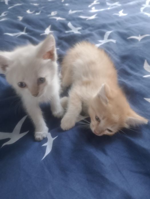 Отдам котят в хорошие руки