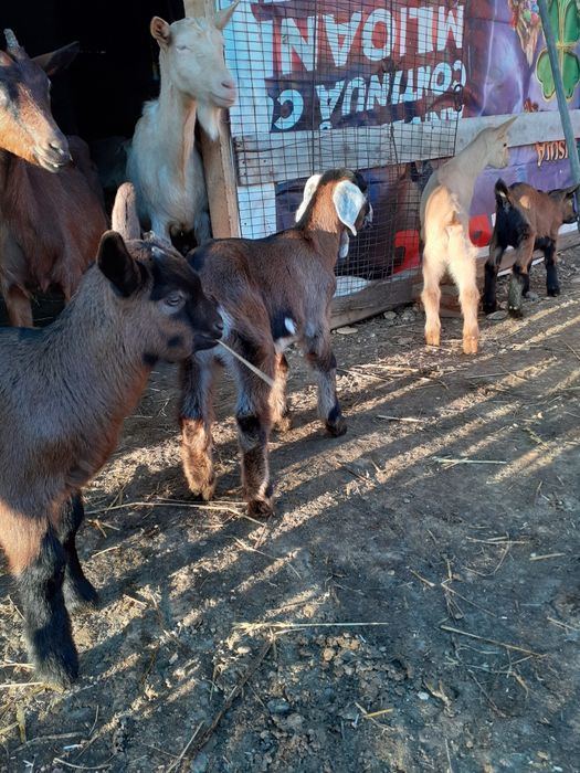 Caprita metis sanen cu anglo