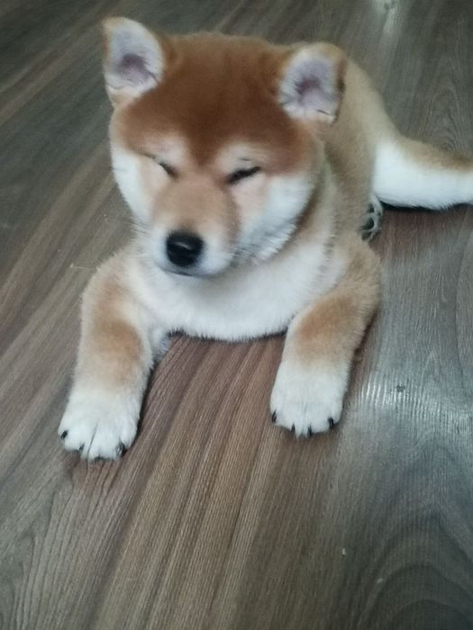 Продаются щенки Сибо-ино "Shiba-ino"