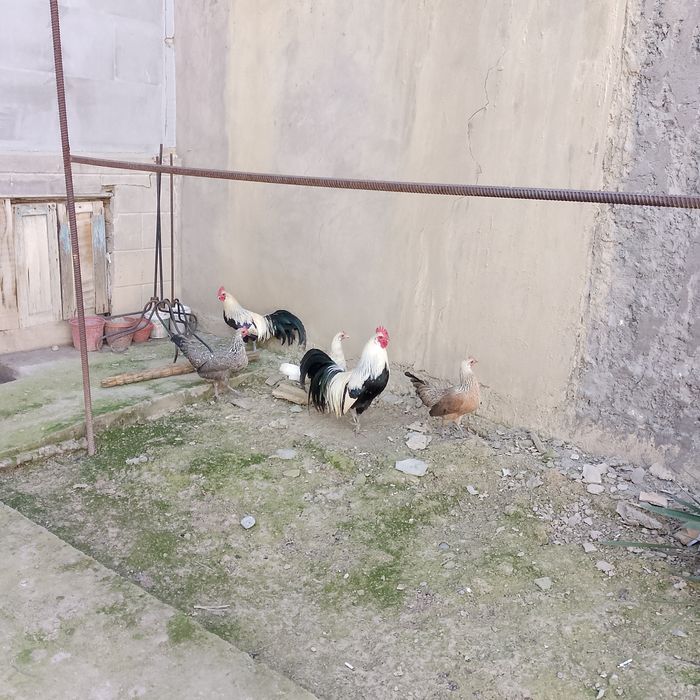 Yapon finiks sotiladi