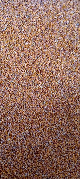 Porumb pioner recolta proprie