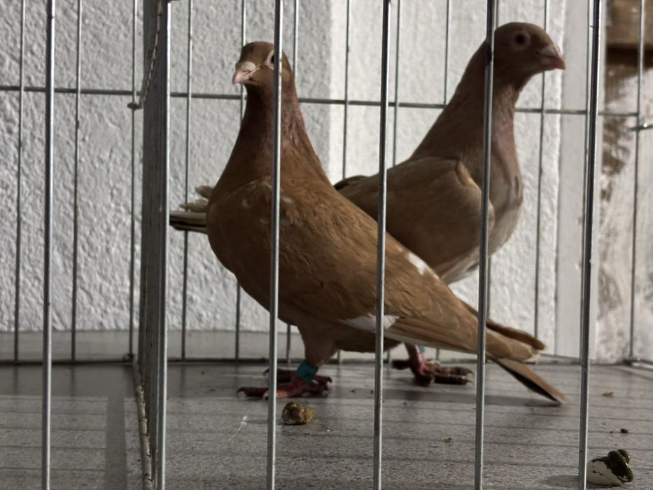 De vanzare voiajori albi si galbeni si o pereche de kingi