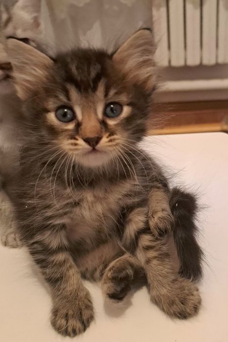 Котята отдадим бесплатно