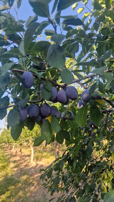 Vând prune pentru țuică...
