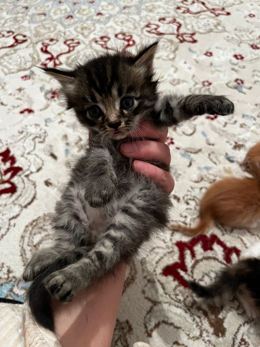 Сибирский котенок