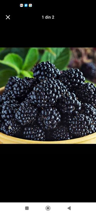 Mur Thornfree (fără țepi)