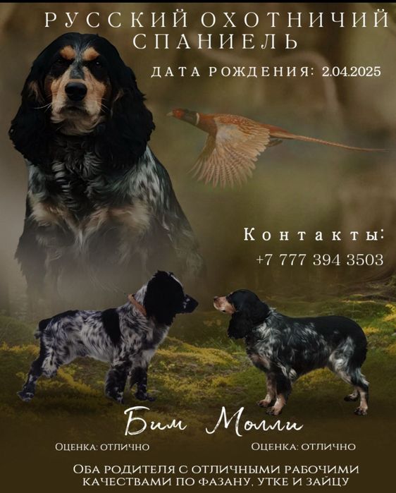 Вязка Русский спаниель кобель