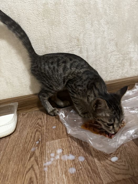 Отдам котенка в хорошие руки