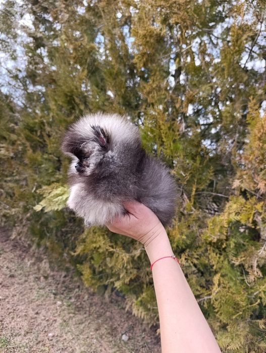 Pomeranian mini toy