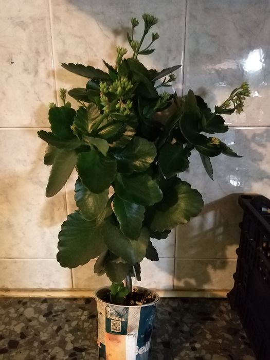 Семена, гиЛечебна КАЛИЗИЯ, Коледниче, КАЛАНХОЕ, Люти чушки дръвче в съ