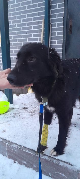 Замечательный пёс ищет дом!