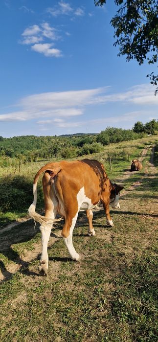 Vacă in vârstă de 4 ani