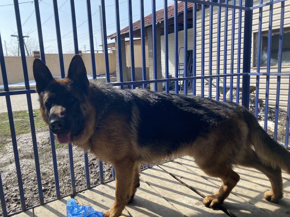 Немецкая овчарка 1 год