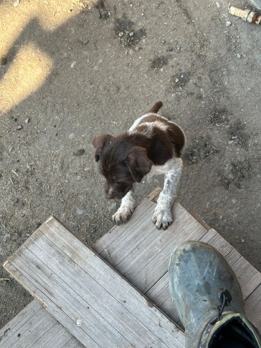 Продаётся щенок дратхара